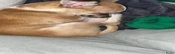 Chug dogs for sale: Female chug nearly 1 year old Lola - Advert 3