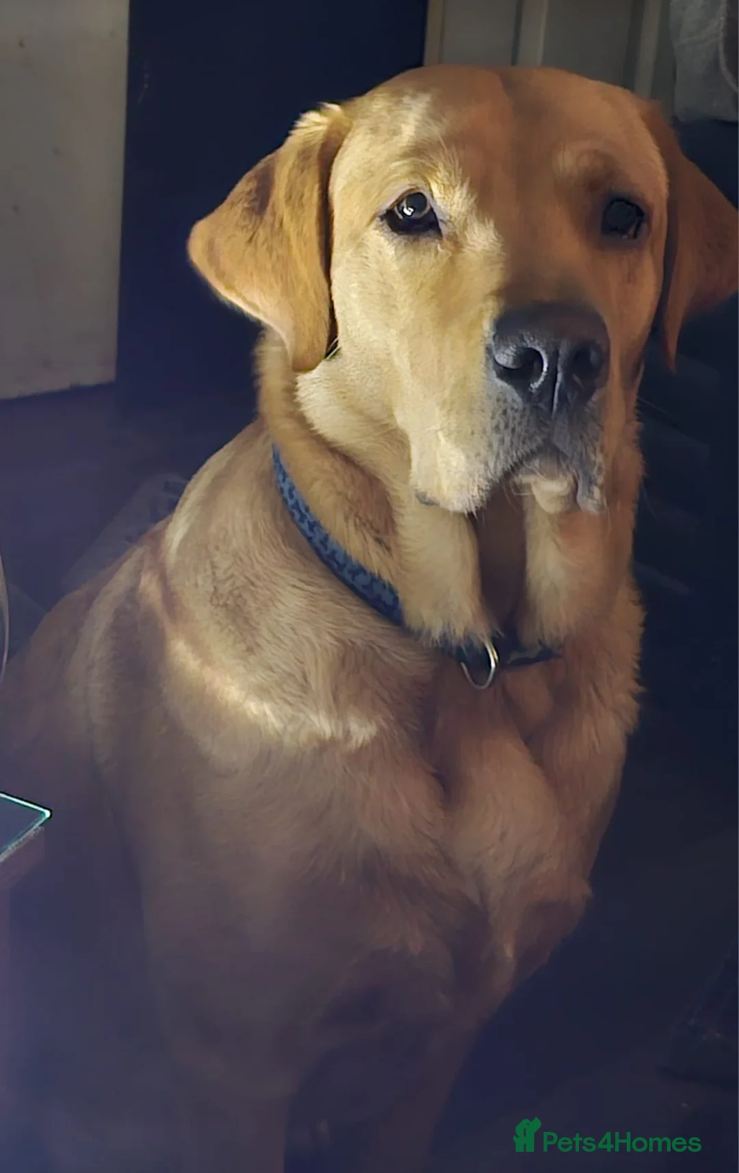 Labrador Retriever dogs for stud: Lucerys Targaryen Lee in Orpington - Advert 6