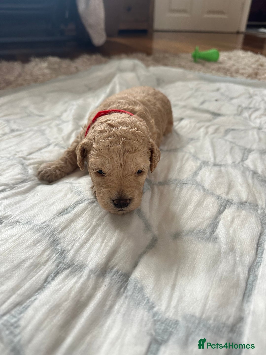 Cavapoochon dogs for sale: Beautiful cavapoochon puppies - Image 5