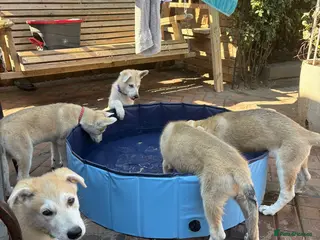 Mixed Breed dogs White Swiss shepherd cross wolf dog - Advert 8