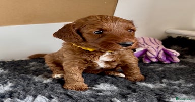 Cockapoo dogs - Advert 15