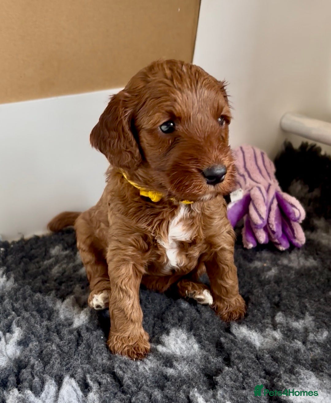 Cockapoo dogs for sale: Stunning Fox Red F1B Cockapoos only 1 girls left - Image 12