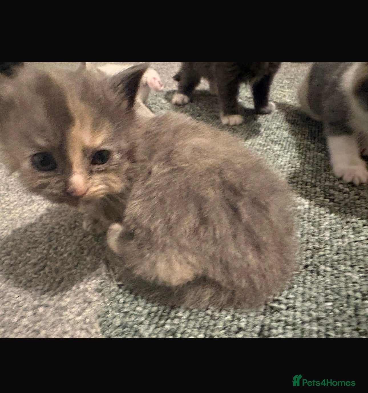 Mixed Breed cats Beautiful mixed grey kittens - Advert 1