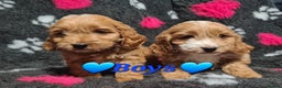 Cockapoo dogs for sale: Amazing F1 Mini Cockapoos  - Advert 3