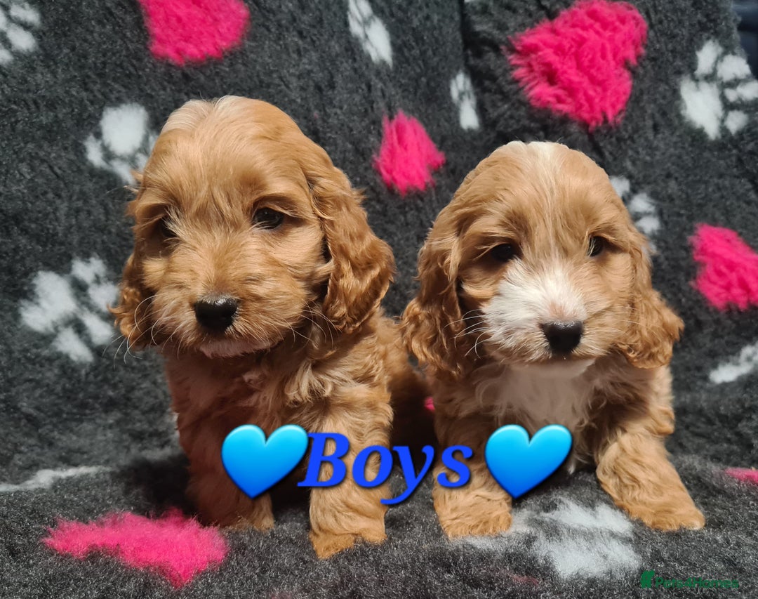 Cockapoo dogs for sale: Amazing F1 Mini Cockapoos  - Advert 3