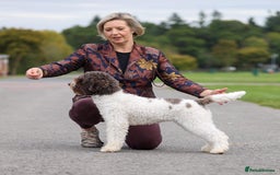 Lagotto Romagnolo dogs for sale: Beautiful KC Lagotto Romagnolo  Puppies available  - Image 7