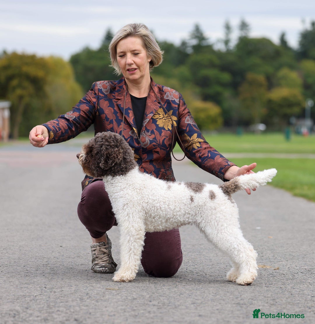 Lagotto Romagnolo dogs for sale: Beautiful KC Lagotto Romagnolo  Puppies available  - Image 7