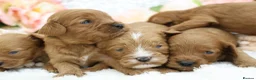 Cavapoo dogs for sale: *HEALTH TESTED* CAVAPOOS - Advert 18