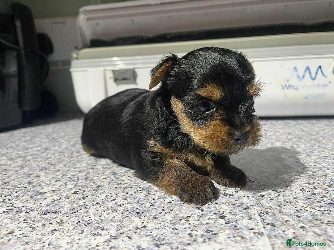 Yorkshire Terrier dogs for sale: Tiny Yorkshire Terrier GIRL - Advert 4