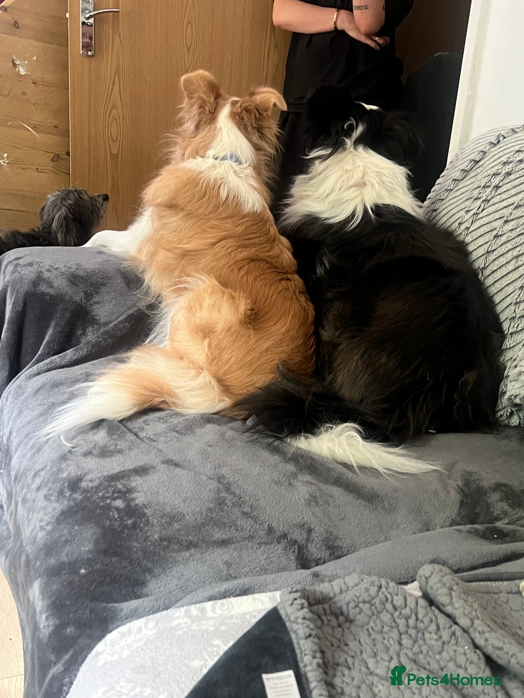 Border Collie dogs for sale: DUE 1st August Border collie Puppies - Image 20