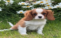 Cavalier King Charles Spaniel dogs for sale: Beautiful Blenheim Cavalier King Charles puppies - Image 11