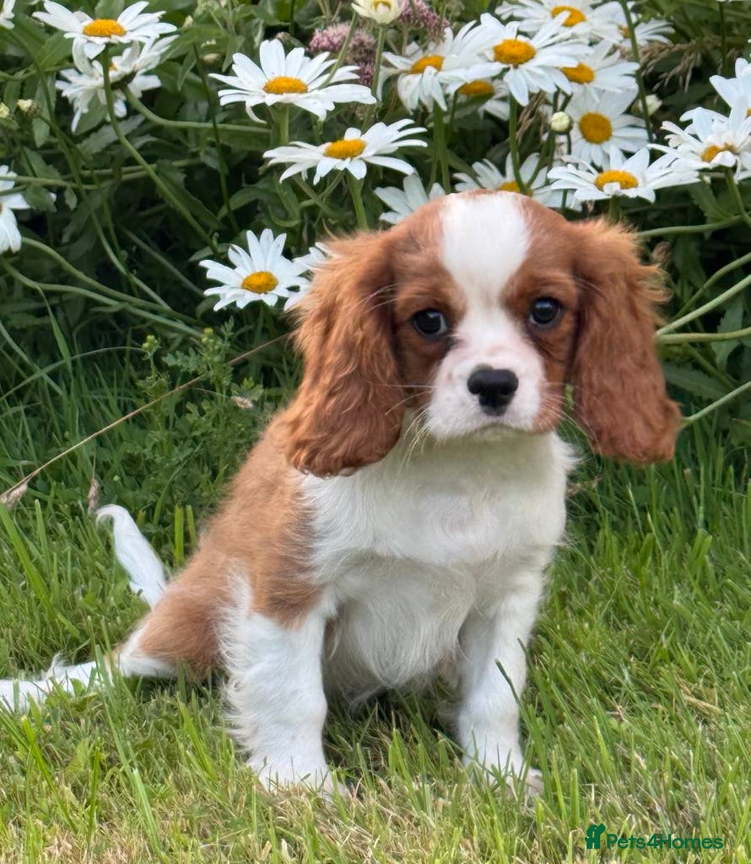 Cavalier King Charles Spaniel dogs for sale: Beautiful Blenheim Cavalier King Charles puppies - Image 11