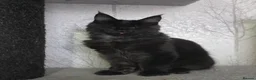Maine Coon cats for sale: Male Maine Coon Black Smoke - Advert 9