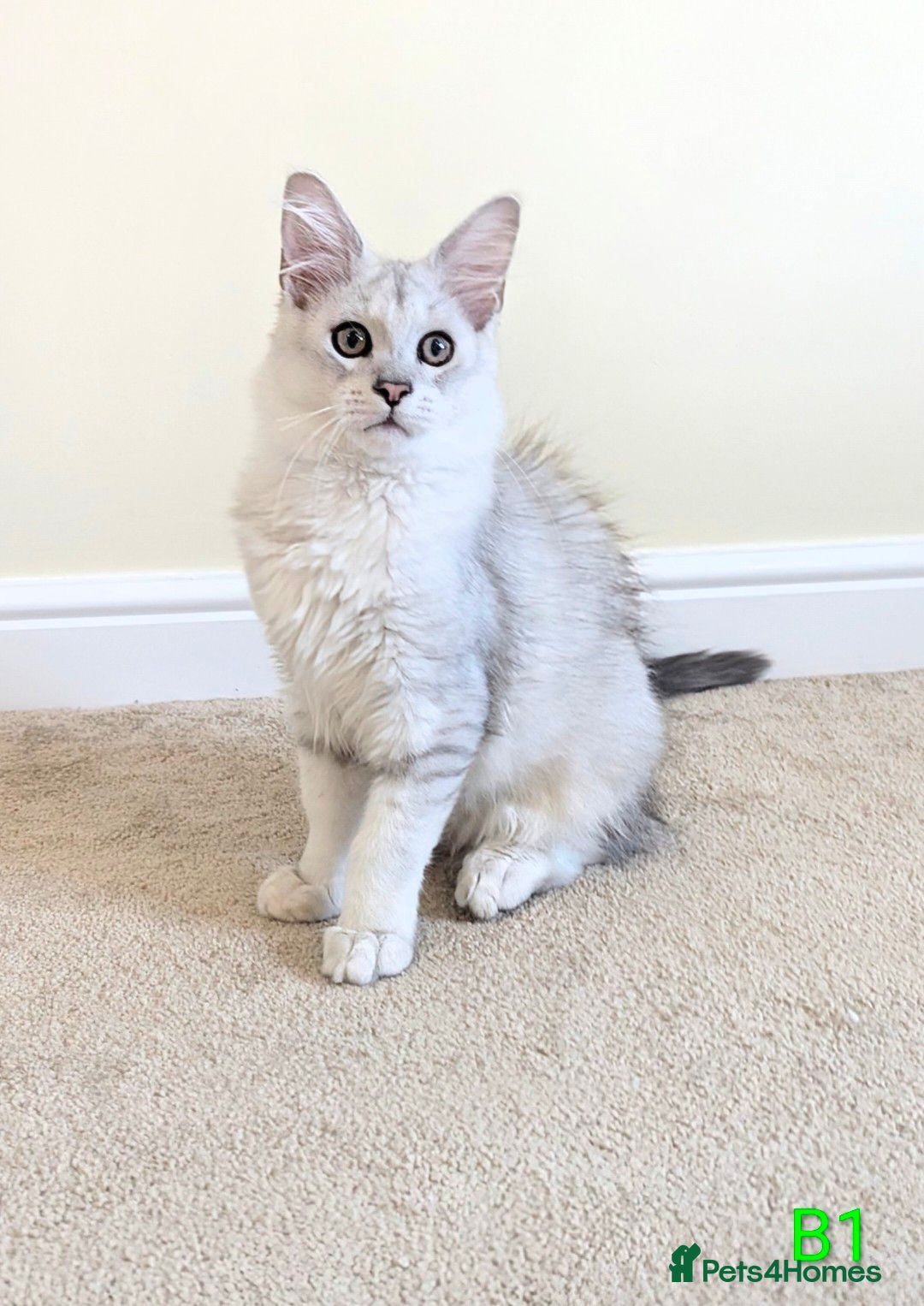 Maine Coon cats Registered Shaded Maine Coon Kittens  - Advert 6