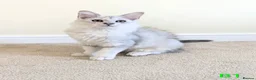 Maine Coon cats for sale: GCCF Shaded Maine Coon Kittens  - Advert 5