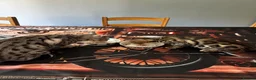 Bengal cats for sale: Gorgeous bengal boy 4 months old in Swindon - Advert 3