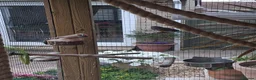 Finches birds for sale: Zebra Finches  - Advert 5