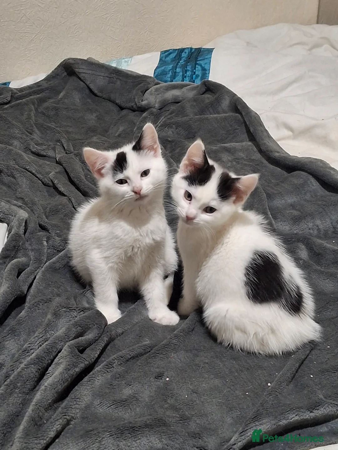 Mixed Breed cats for sale: Tina & Nina fully vaccinated kittens - Advert 2
