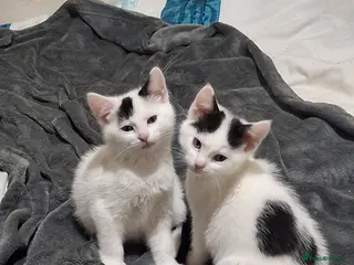 Mixed Breed cats Tina & Nina Looking for a Loving Home - Advert 1