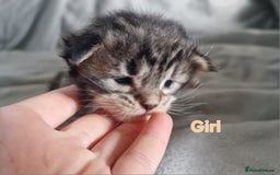 Maine Coon cats for sale: DNA TESTED 100% MAINE COON KITTENS  - Image 14