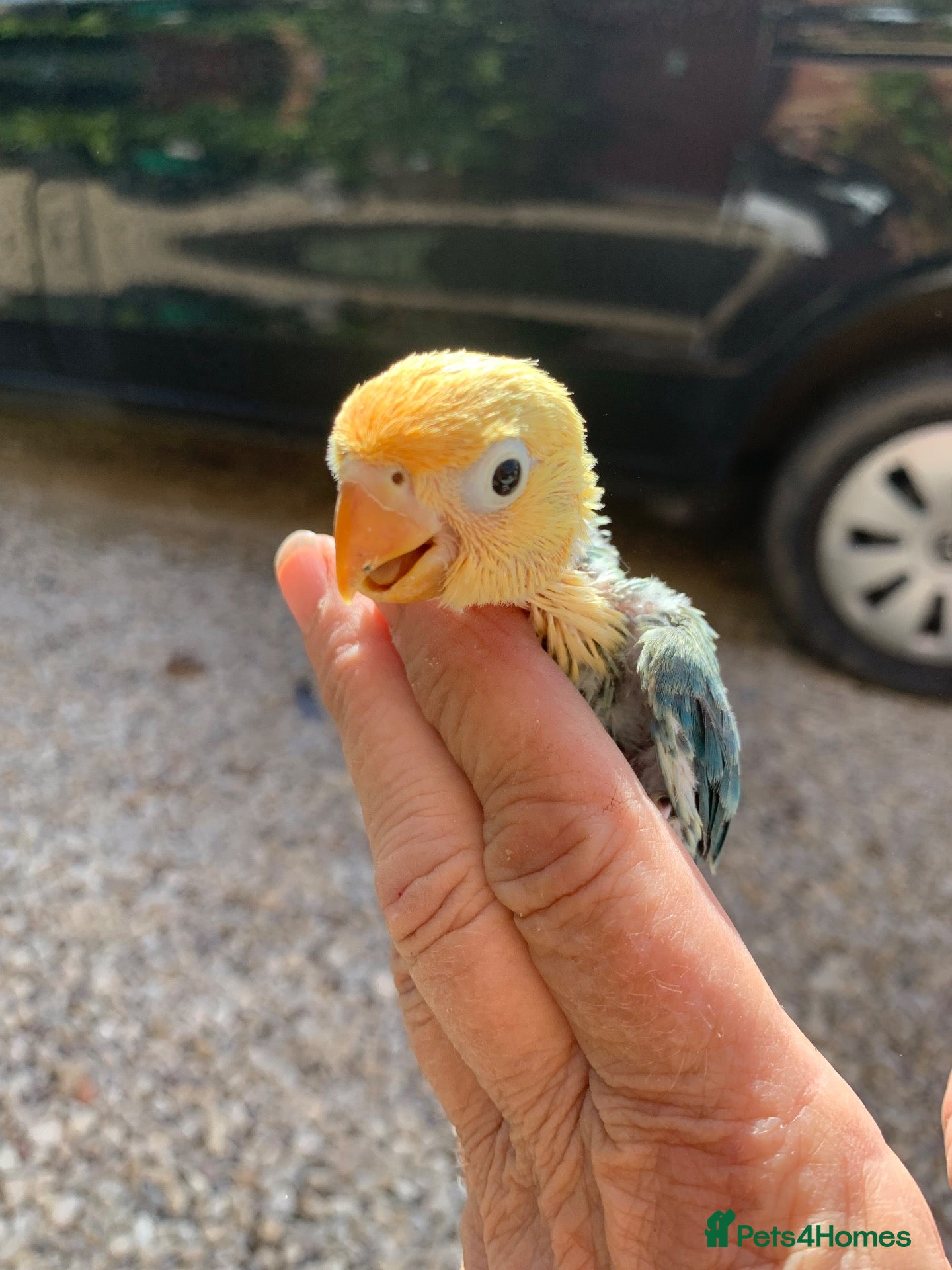 Lovebirds birds Fischer opaline par blue par turquoise lovebird  - Advert 2