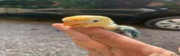 Lovebirds birds for sale: Fischer opaline par blue par turquoise lovebird  - Advert 1