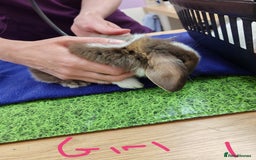 Mini Lop rabbits for sale: Pure female mini lop - Image 3