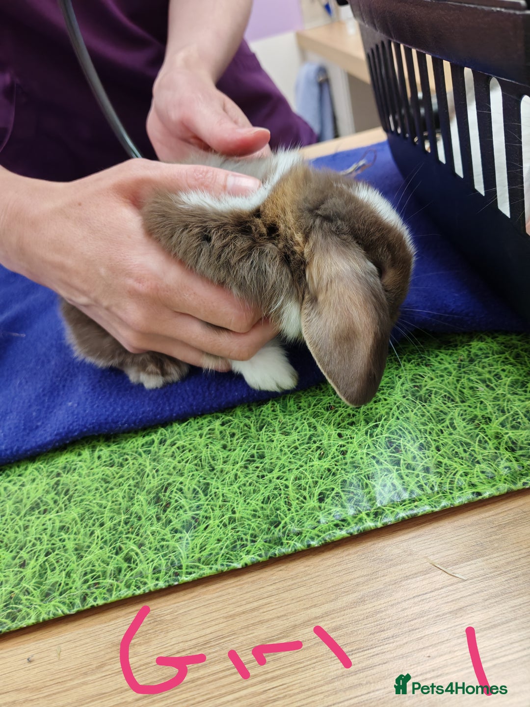Mini Lop rabbits for sale: Pure female mini lop - Image 3