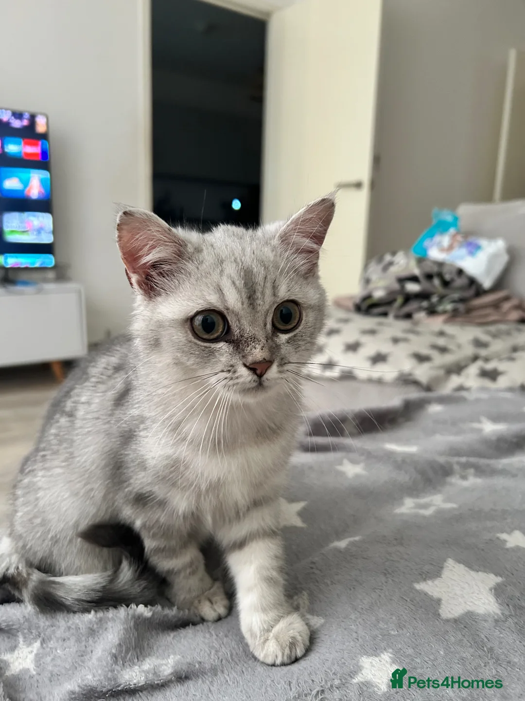 British Shorthair cats for sale: British short hair  - Advert 11