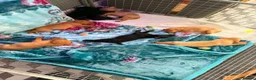 Labrador Retriever dogs for sale: Loving Labrador Puppies Seeking Forever Homes - Advert 23
