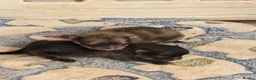 Pomeranian dogs for sale: Beautiful merle carrying girl poms - Advert 1