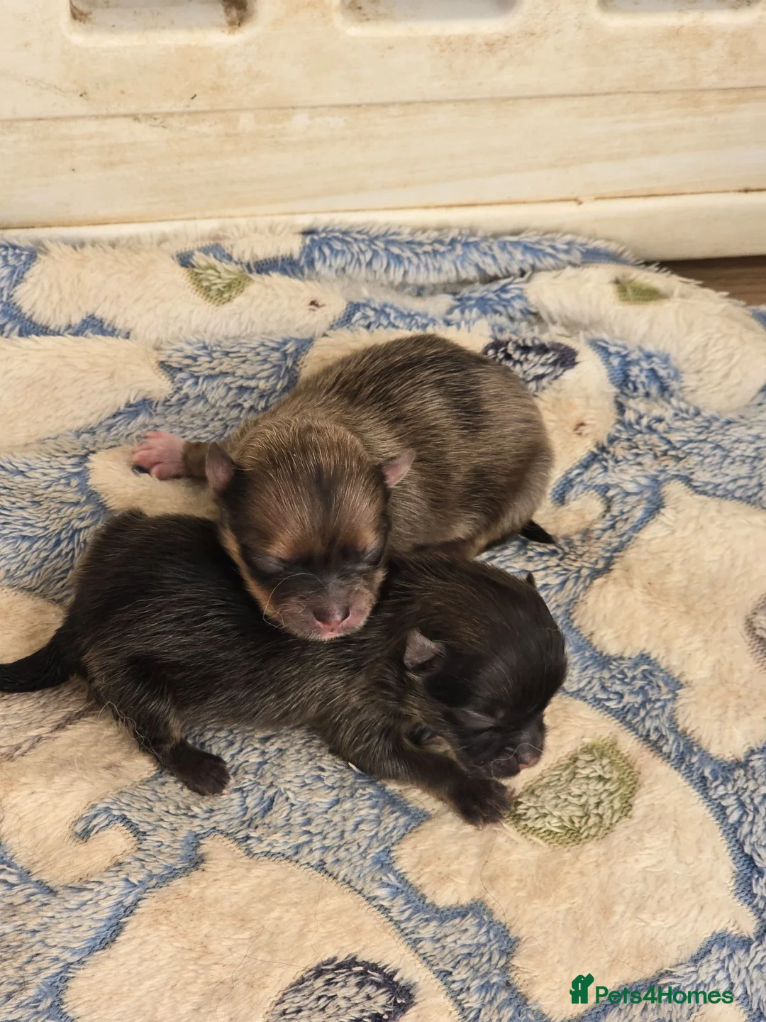 Pomeranian dogs for sale: Beautiful merle carrying girl poms - Advert 1
