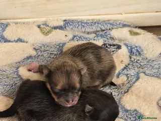 Pomeranian dogs Beautiful merle carrying girl poms - Advert 2