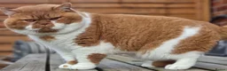 British Shorthair cats for stud: Tica CH red /white Cinnamon carrier ( limited time in Leeds - Advert 2