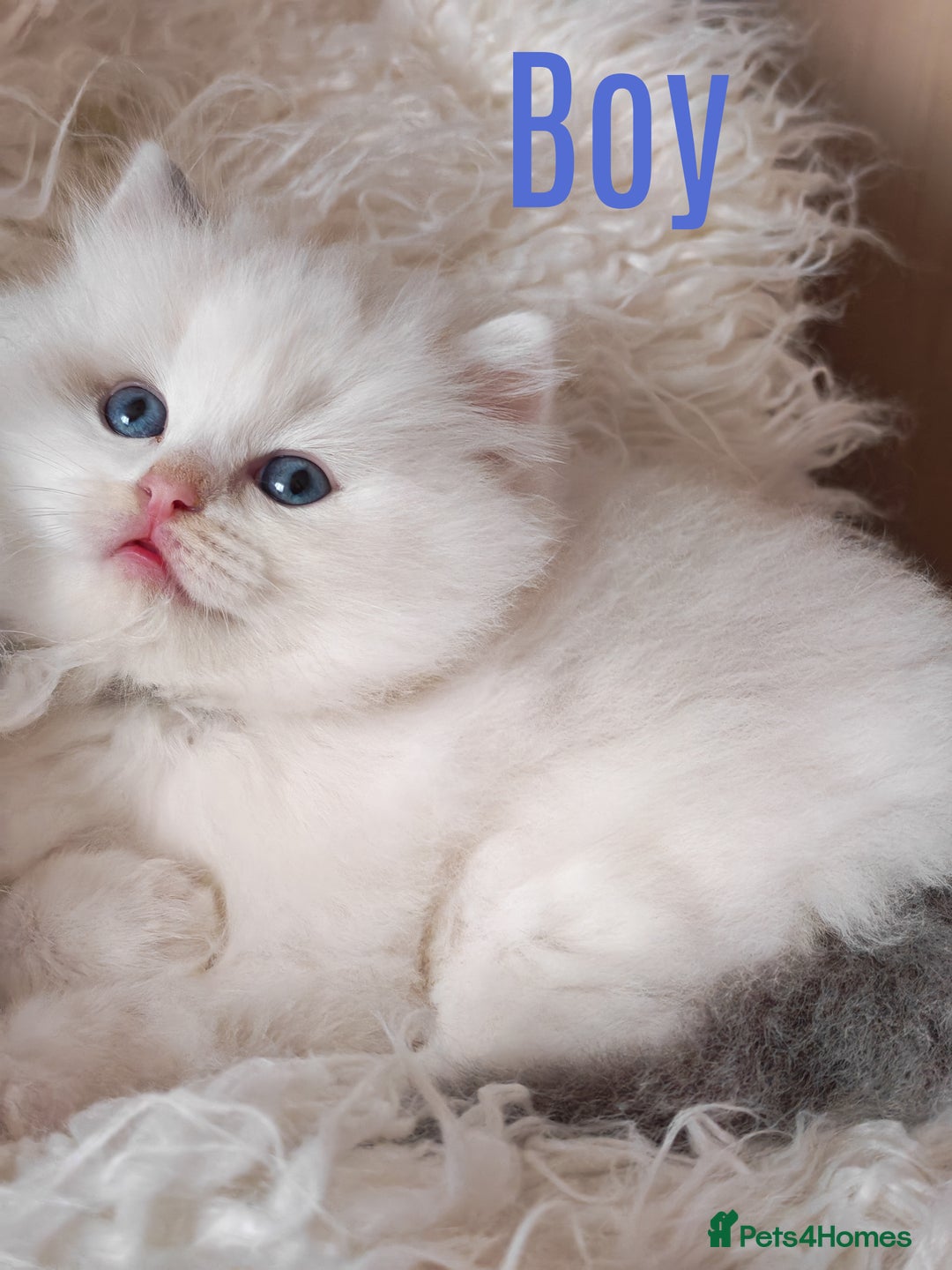 Ragdoll cats for sale: GCCF REGISTER KITTENS  - Advert 17