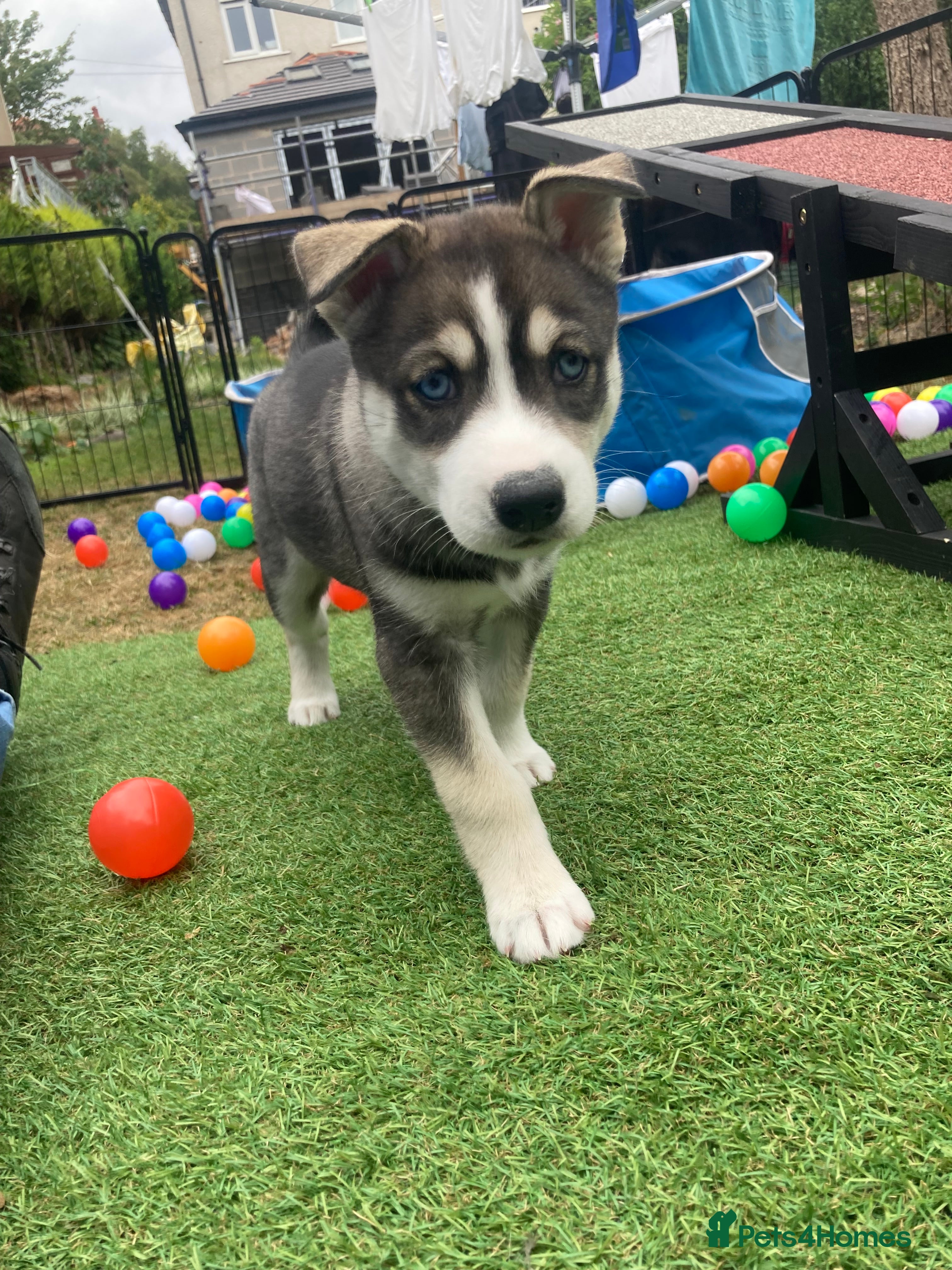Siberian Husky dogs Stunning Siberian Huskies  - Advert 2