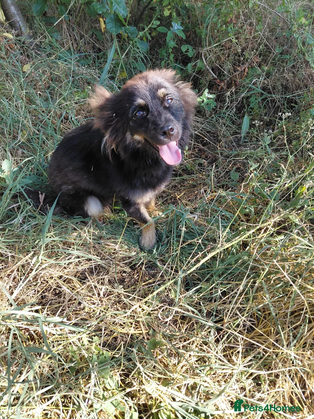 Mixed Breed dogs for adoption: ROBY, a superb puppy boy - for a Loving Home  - Advert 9