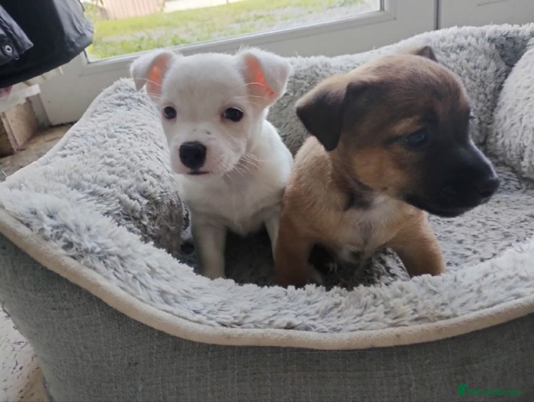 Jack Russell dogs for sale: Jack Russel Puppies - Advert 3