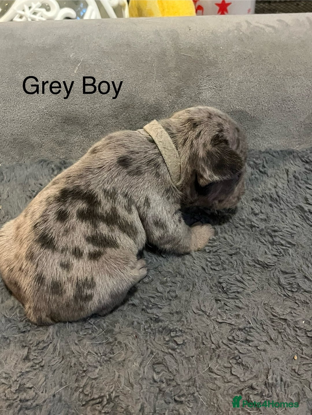 French Bulldog dogs for sale: DWKC Registered French Bulldog puppies for sale - Advert 11