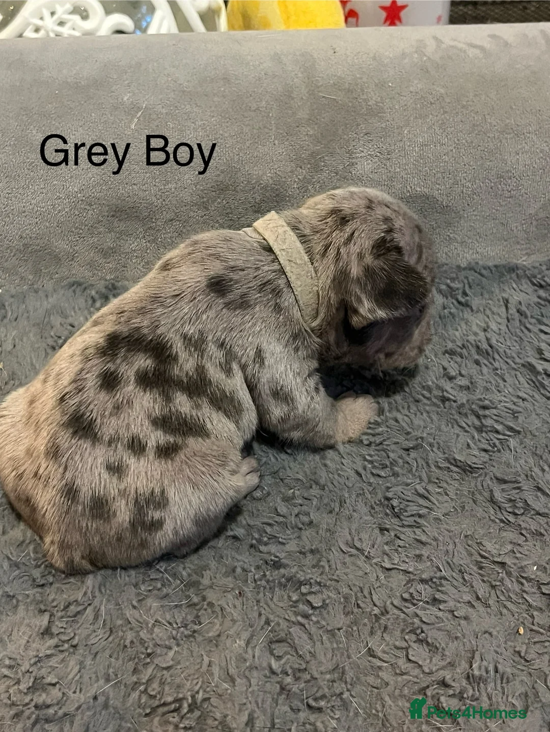 French Bulldog dogs for sale: DWKC Registered French Bulldog puppies for sale - Advert 27