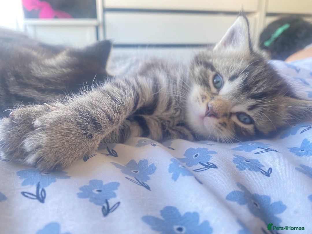 Bengal cats for sale: Bengal x Persian male kitten for sale! - Image 15