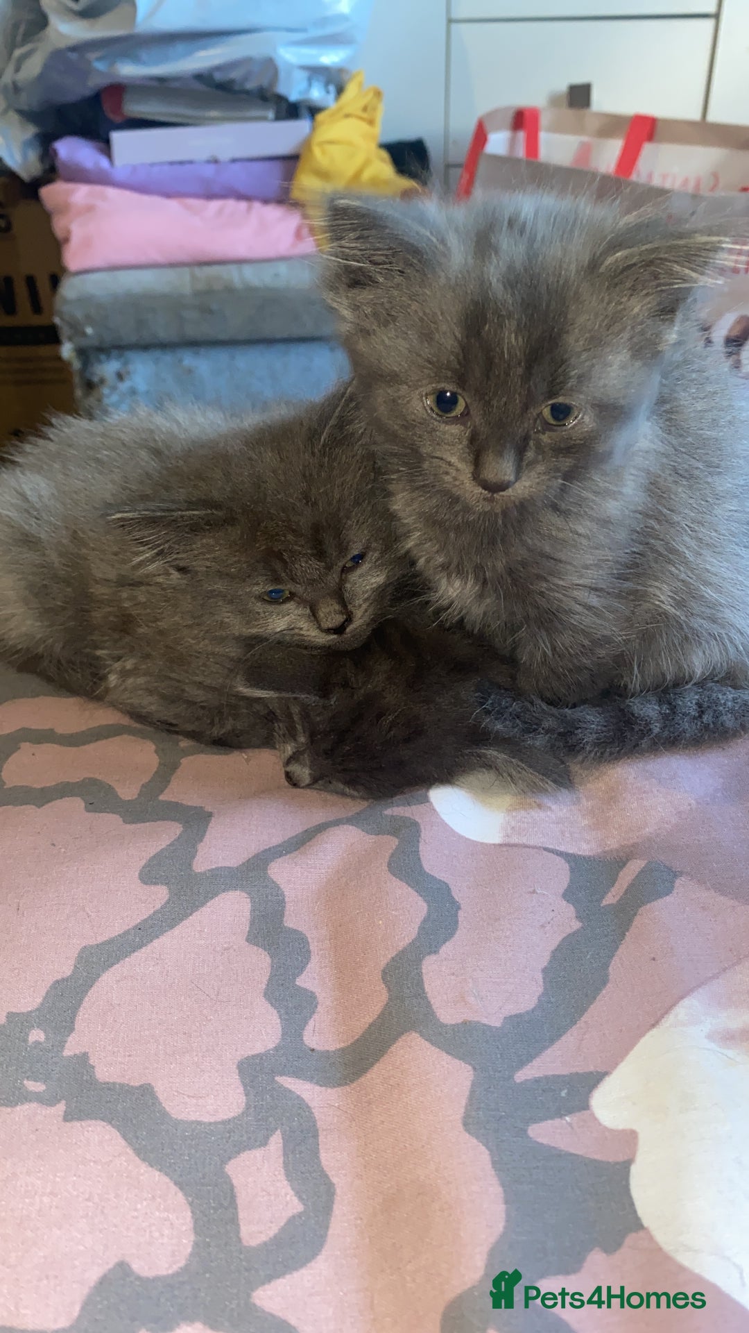 Mixed Breed cats for sale: 3 beautiful ragdoll cross British shorthair - Advert 4