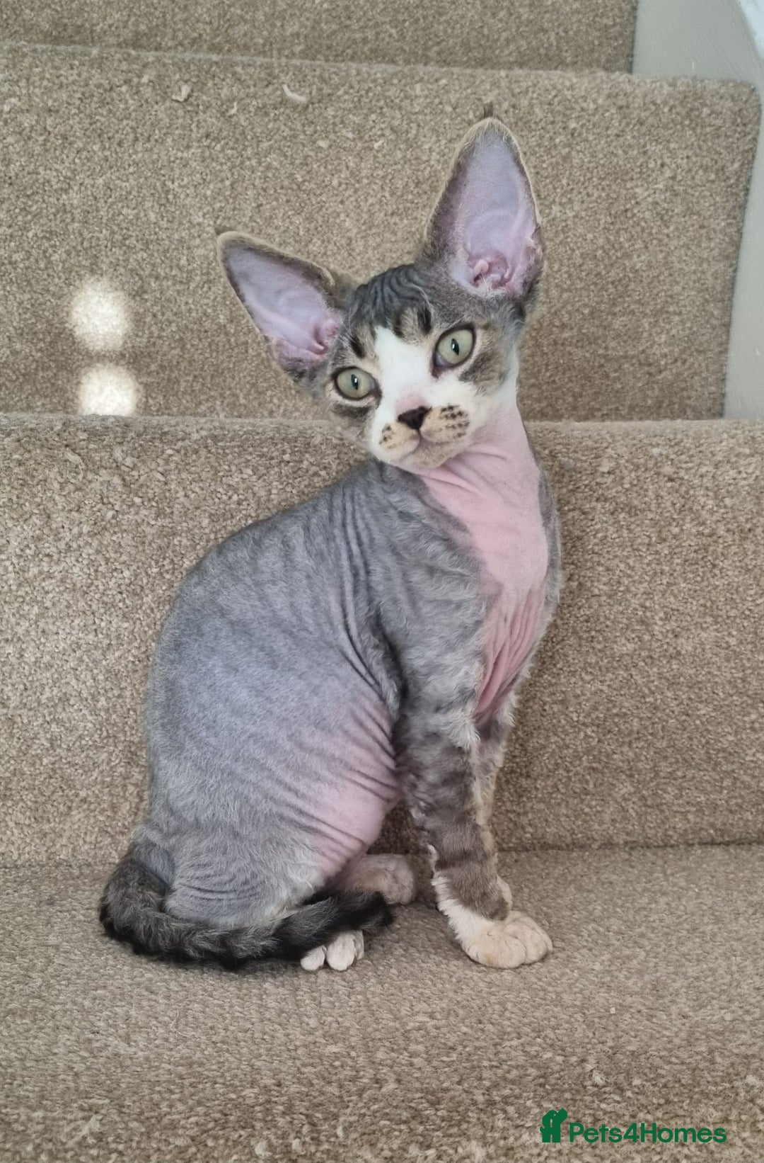 Devon Rex cats for sale: ❤️🐱Brown mackerel tabby Devon Rex ❤️🐱 - Advert 8