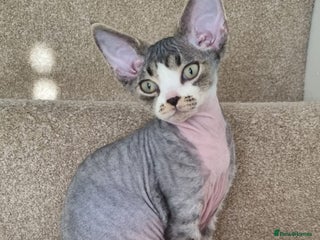 Devon Rex cats ❤️🐱Brown mackerel tabby Devon Rex ❤️🐱 - Advert 1