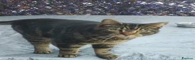 Mixed Breed Cat