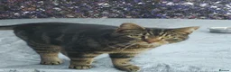 Mixed Breed cats for sale: Cats for rehoming  - Advert 3