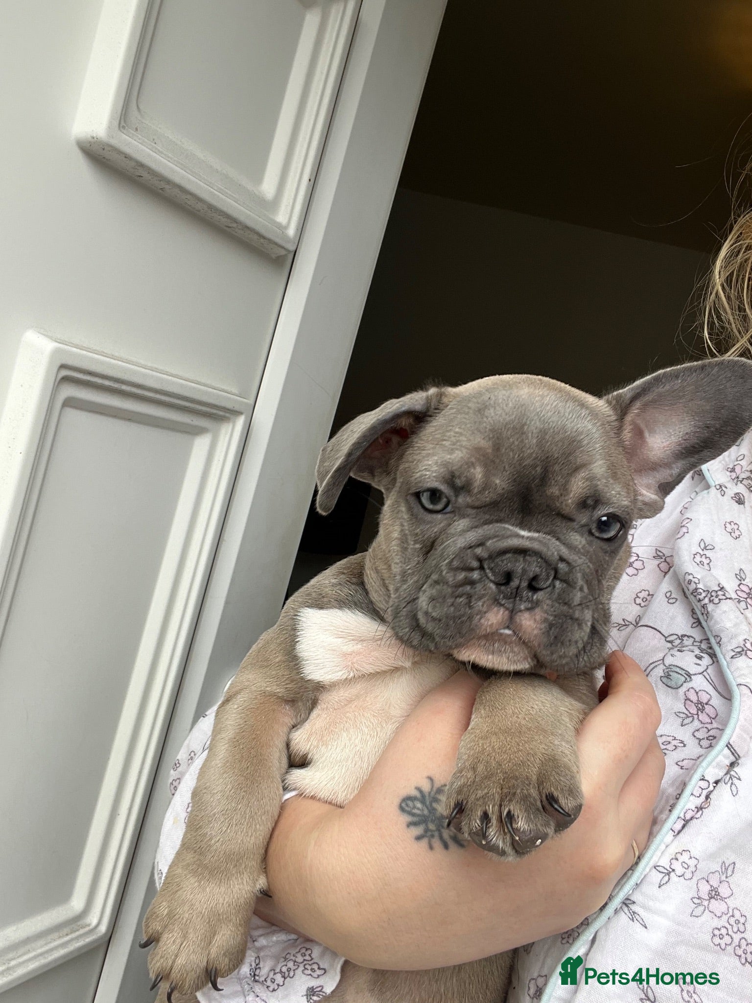 French Bulldog dogs 7 beautiful French bulldogs  - Advert 14