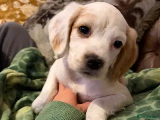 Cocker Spaniel dogs Ready to leave! Beautiful cocker spaniel puppies - Advert 11