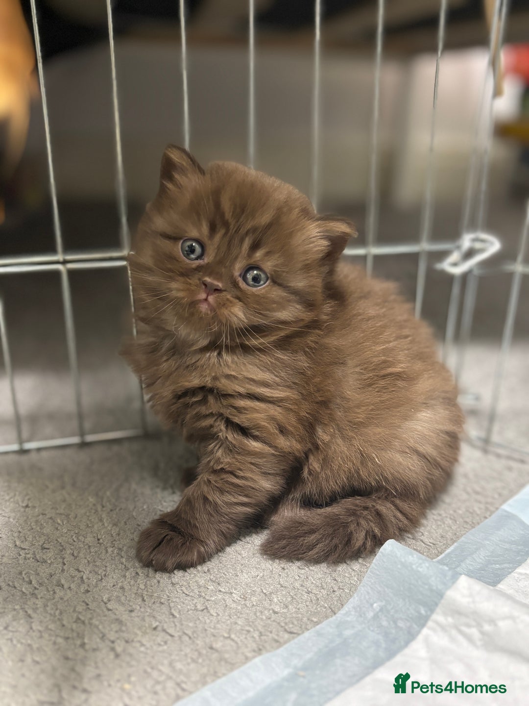 British Shorthair cats for sale: British shorthair and longhair  - Advert 9