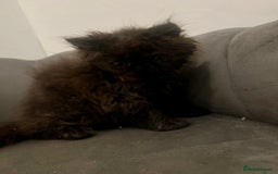 Persian cats for sale: REDUCED Champion Line Black Persians.  - Image 15